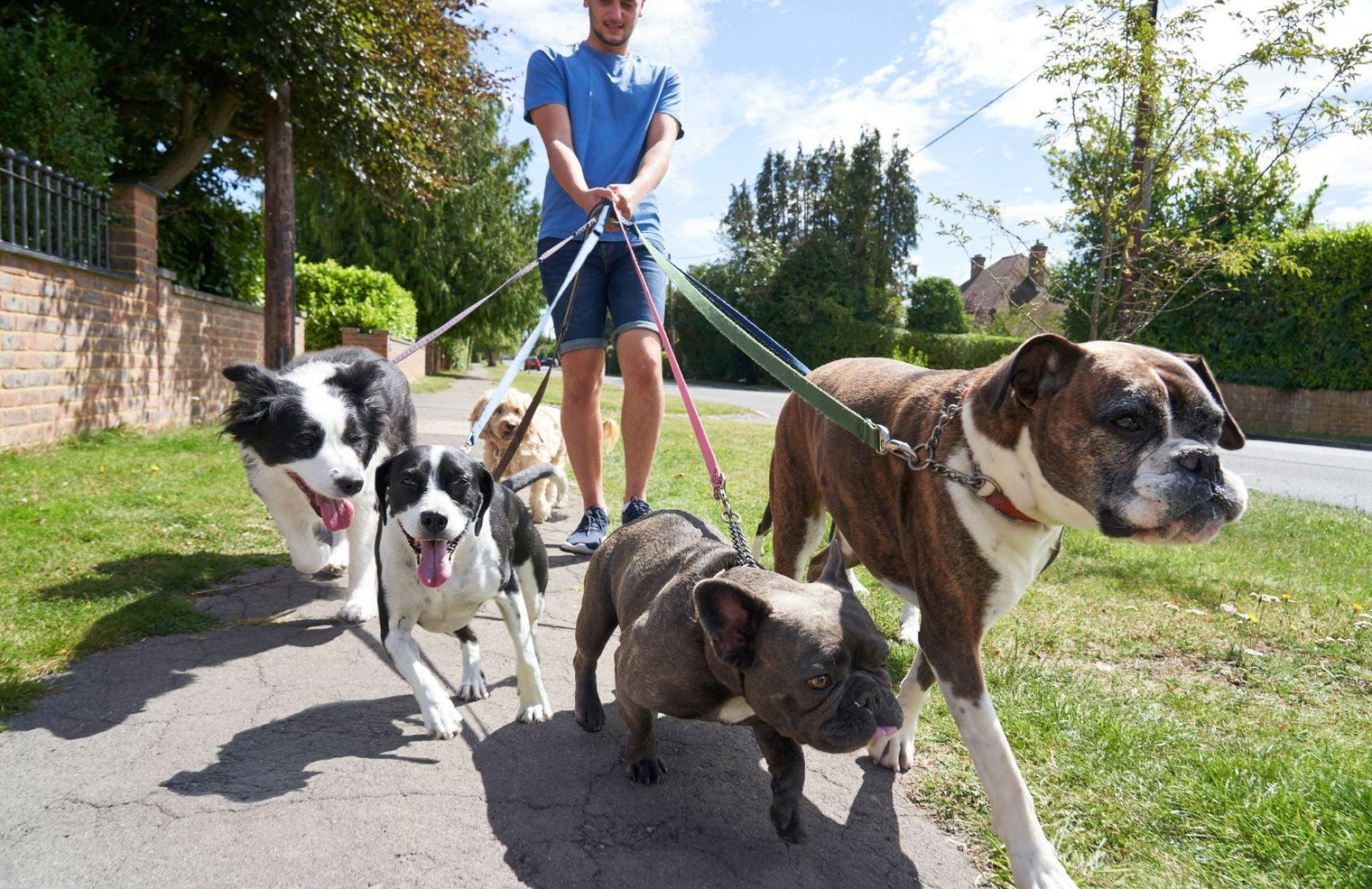Dogs pulling on leads