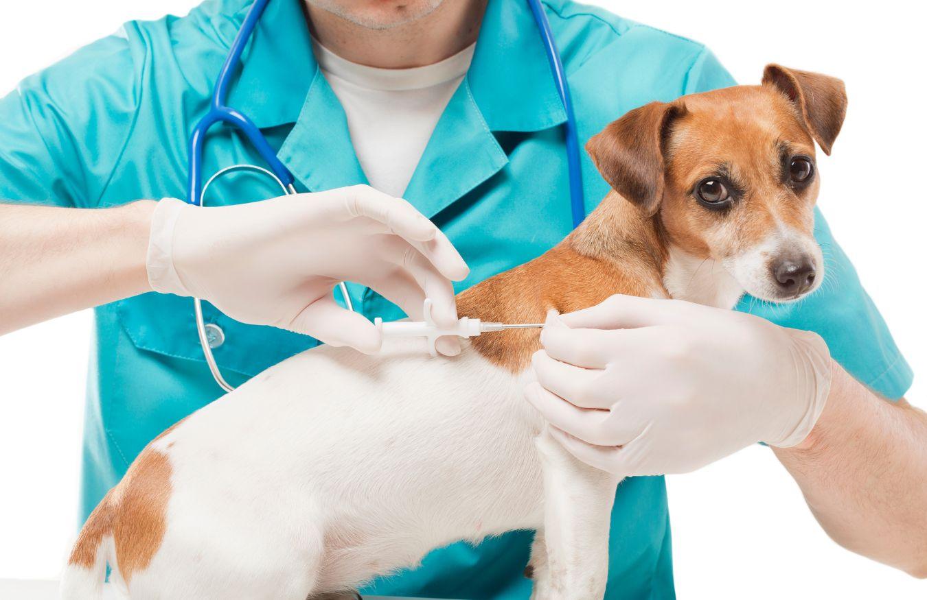 Dog at the vets receiving vaccination