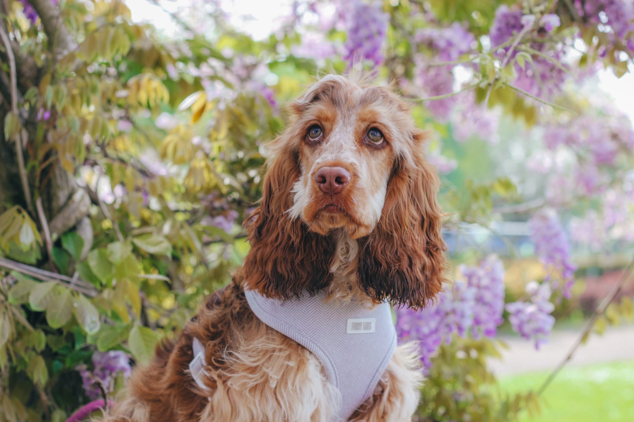 WHY DO DOGS YAWN WHEN YOU PET THEM? HERE’S WHY