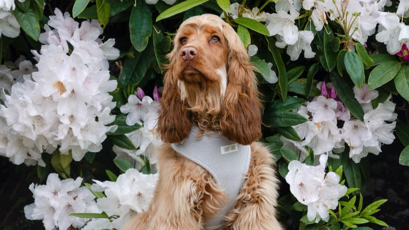 How to Take Instagram-Worthy Photos of Your Dog