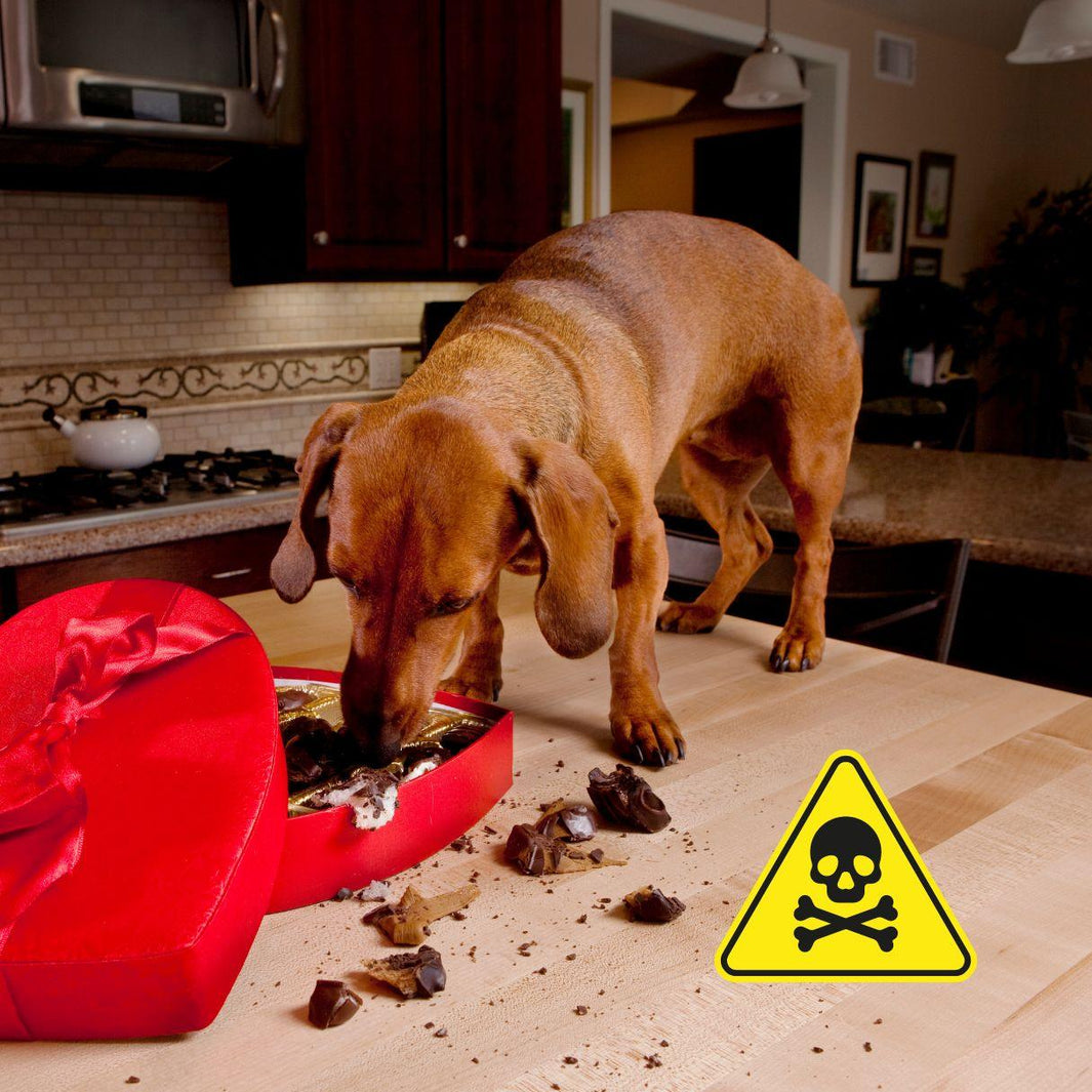8 Shocking Dog Dangers Lurking in Your Home – The Deadly Risks You Never Knew! - Furry Tails