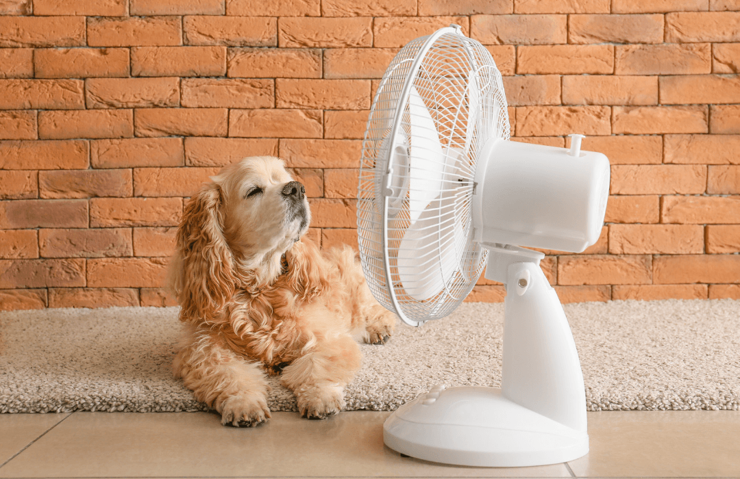 When is it too hot to walk your dog? - Furry Tails