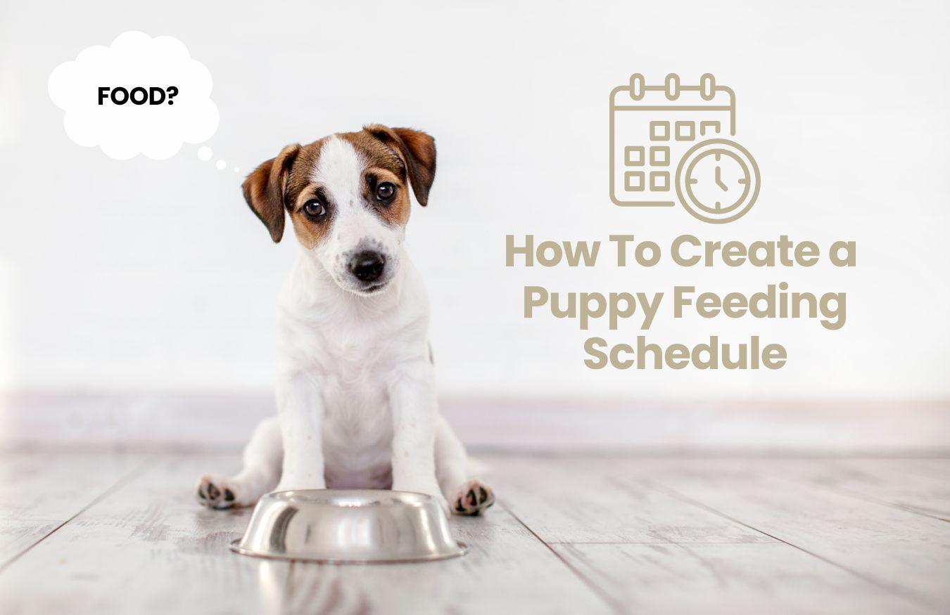 How to create a puppy feeding schedule