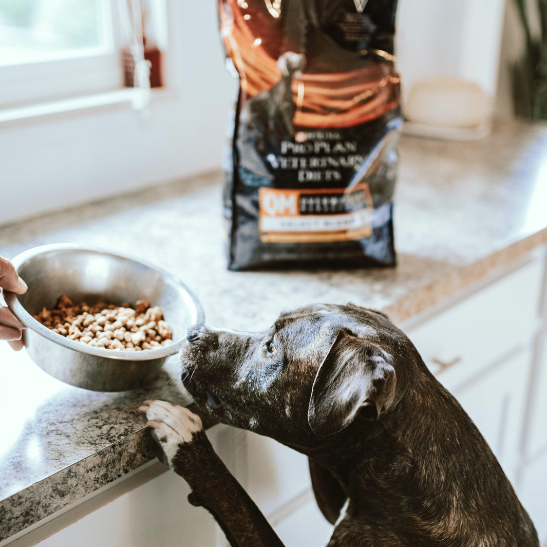 Dog Nutrition: A Detailed Guide - Furry Tails