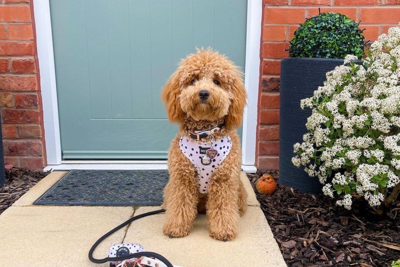 Do Dog Harnesses Help With Pulling? The Ultimate Guide - Furry Tails