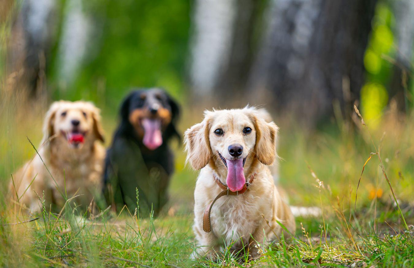 Selecting the Perfect Canine Companion: The Traits of Popular Dog Breeds - Furry Tails