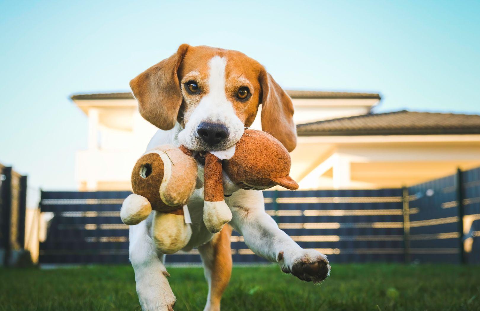 Are Dog Toys Safe? Switching to Sustainable Hemp Toys - Furry Tails