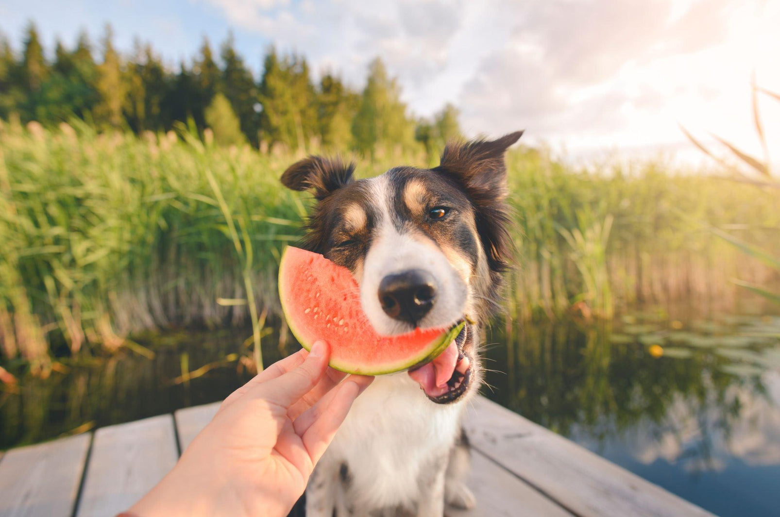 Ultimate Guide to Dog-Friendly Human Foods - Furry Tails