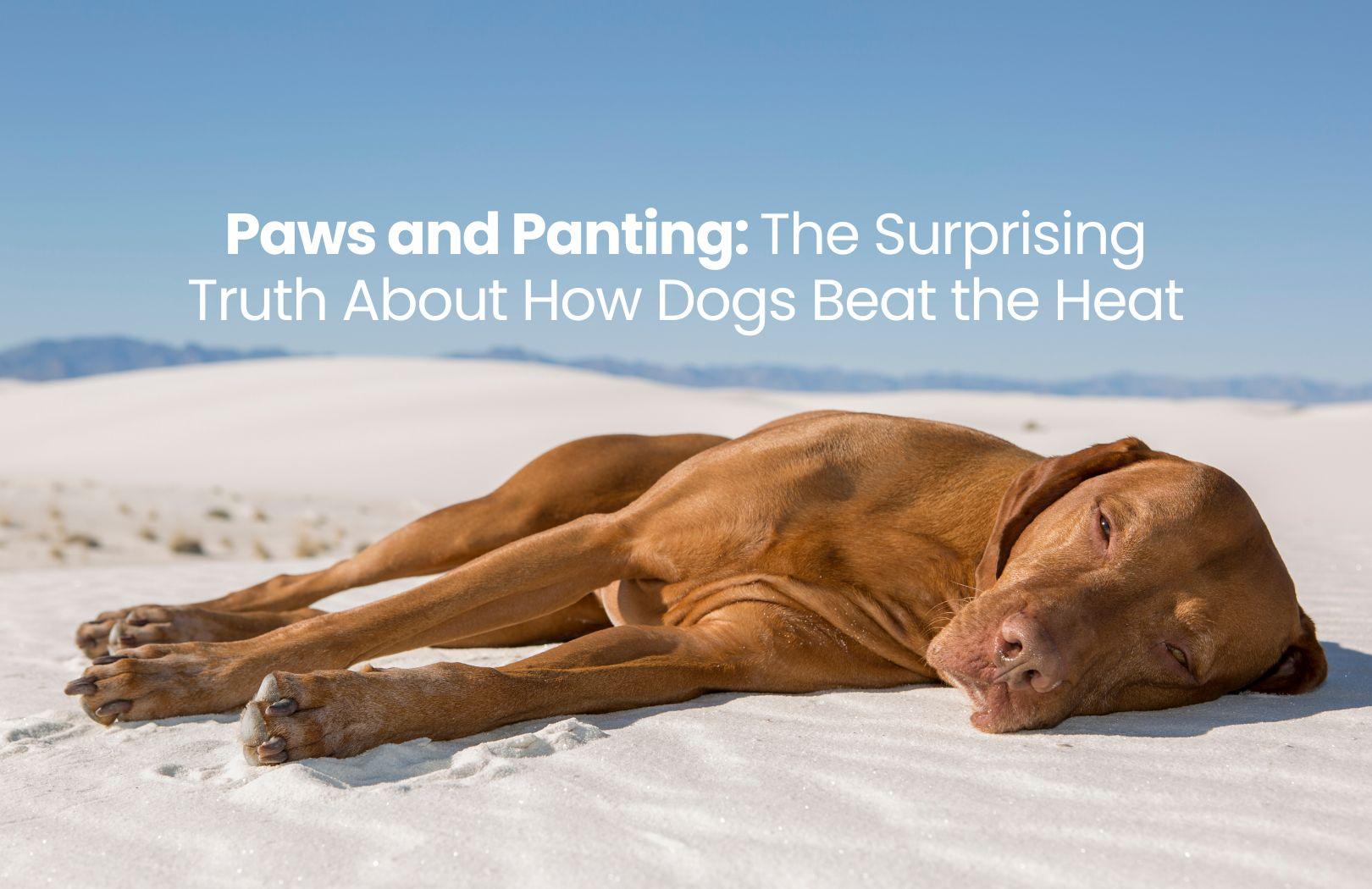 Paws and Panting: The Surprising Truth About How Dogs Beat the Heat