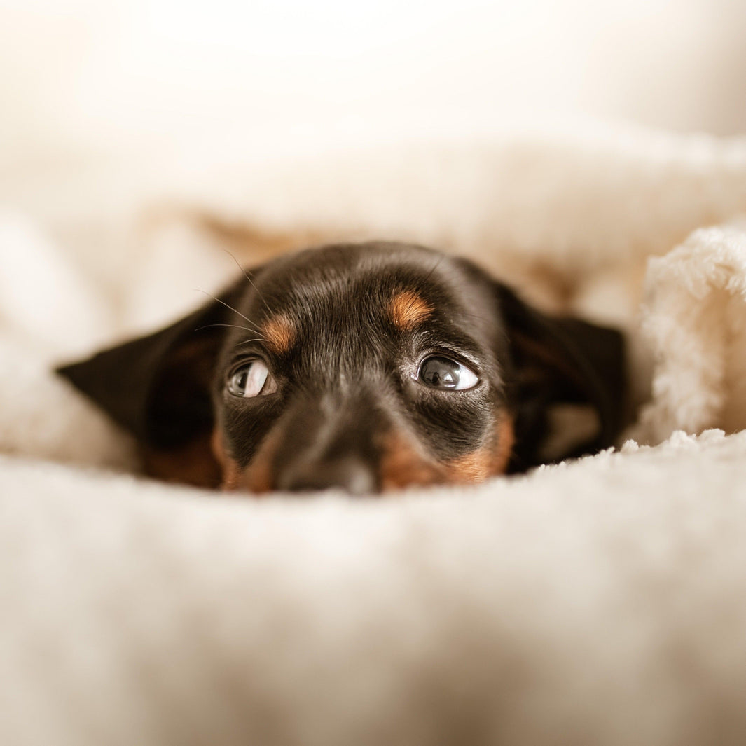 Tips For Preventing Reactive Dachshunds - Furry Tails