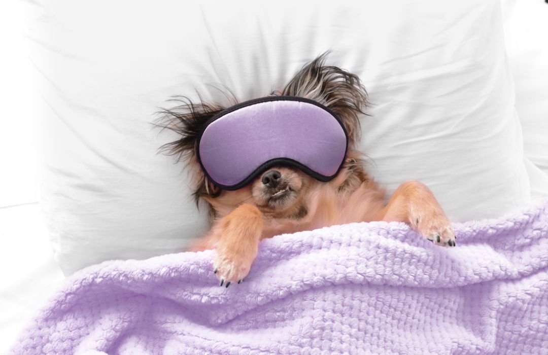 Understanding Your Dog's Heat Cycle: Care Tips for Pet Parents