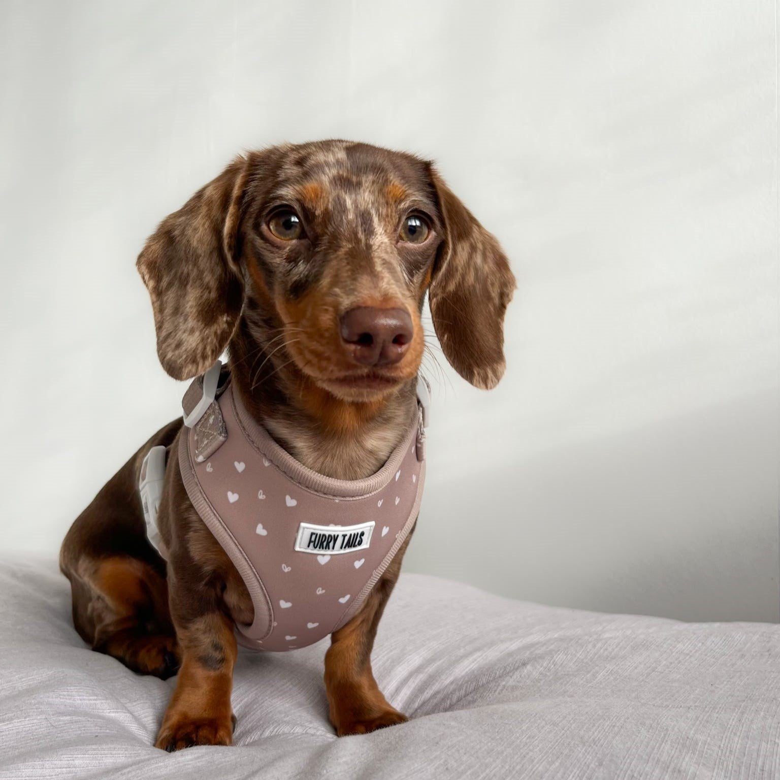 Adjustable Dog Harness  - Caramel Hearts