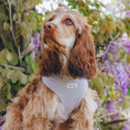 Charger l'image dans la visionneuse de la galerie, Adjustable Dog Harness - Tweed - Pearl
