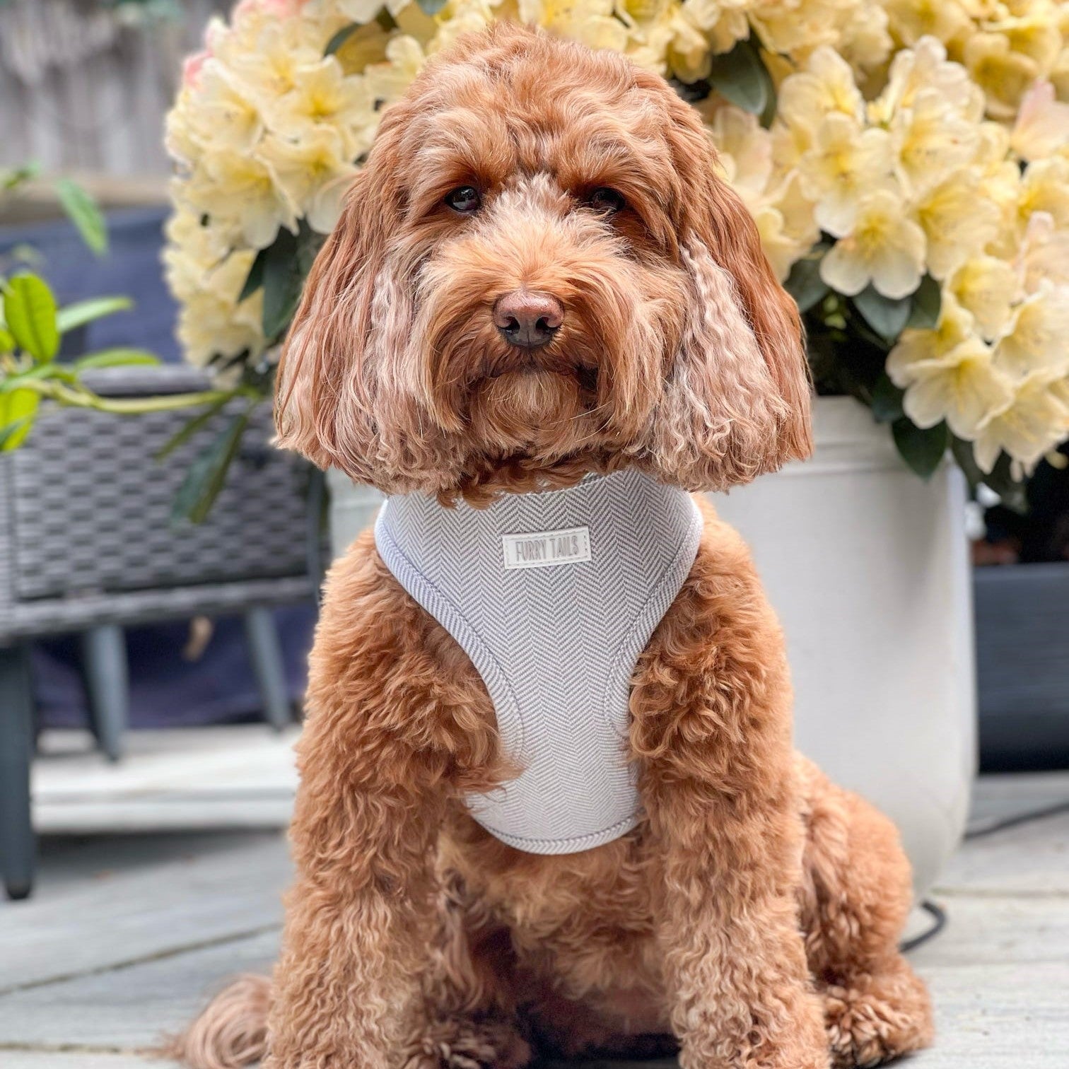 Pearl - Dog Harness Bundle