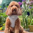 Charger l'image dans la visionneuse de la galerie, Adjustable Dog Harness - Tweed - Pearl
