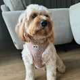 Load image into Gallery viewer, Adjustable Dog Harness  - Caramel Hearts
