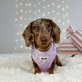 Load image into Gallery viewer, Adjustable Dog Harness  - Candy Cane Dreams
