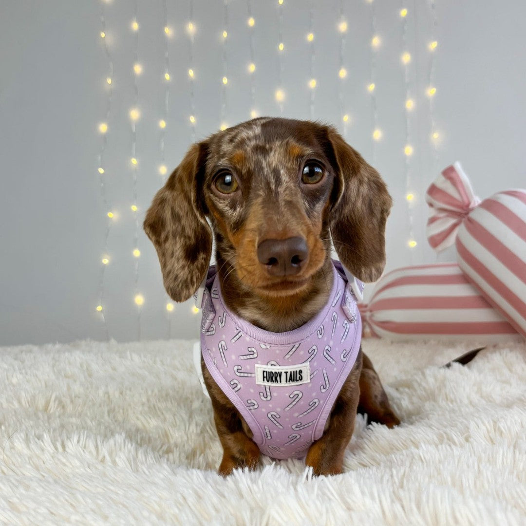 Adjustable Dog Harness  - Candy Cane Dreams