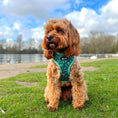 Load image into Gallery viewer, Adjustable Dog Harness  - Buttercup Tropics
