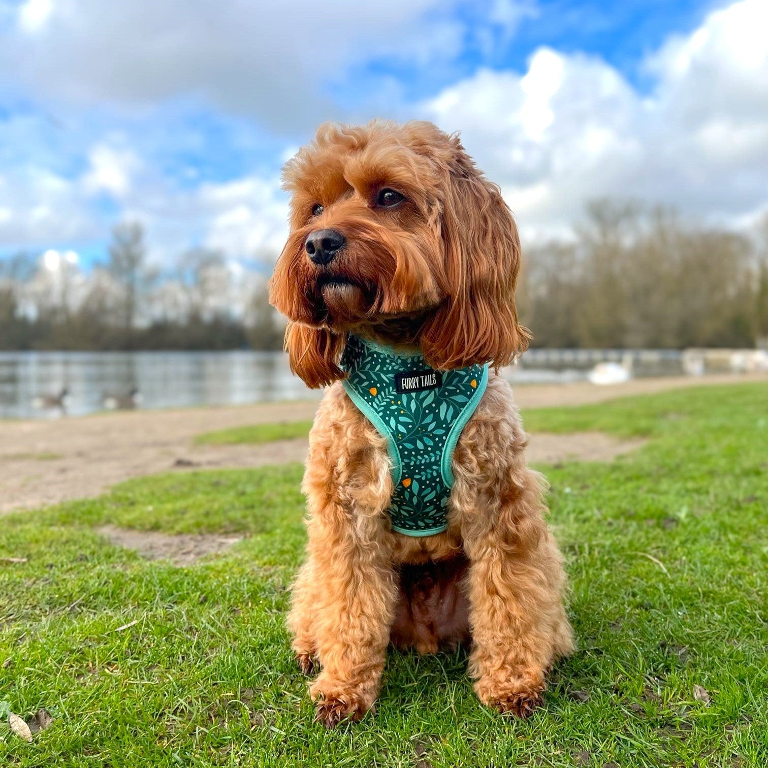 Adjustable Dog Harness  - Buttercup Tropics