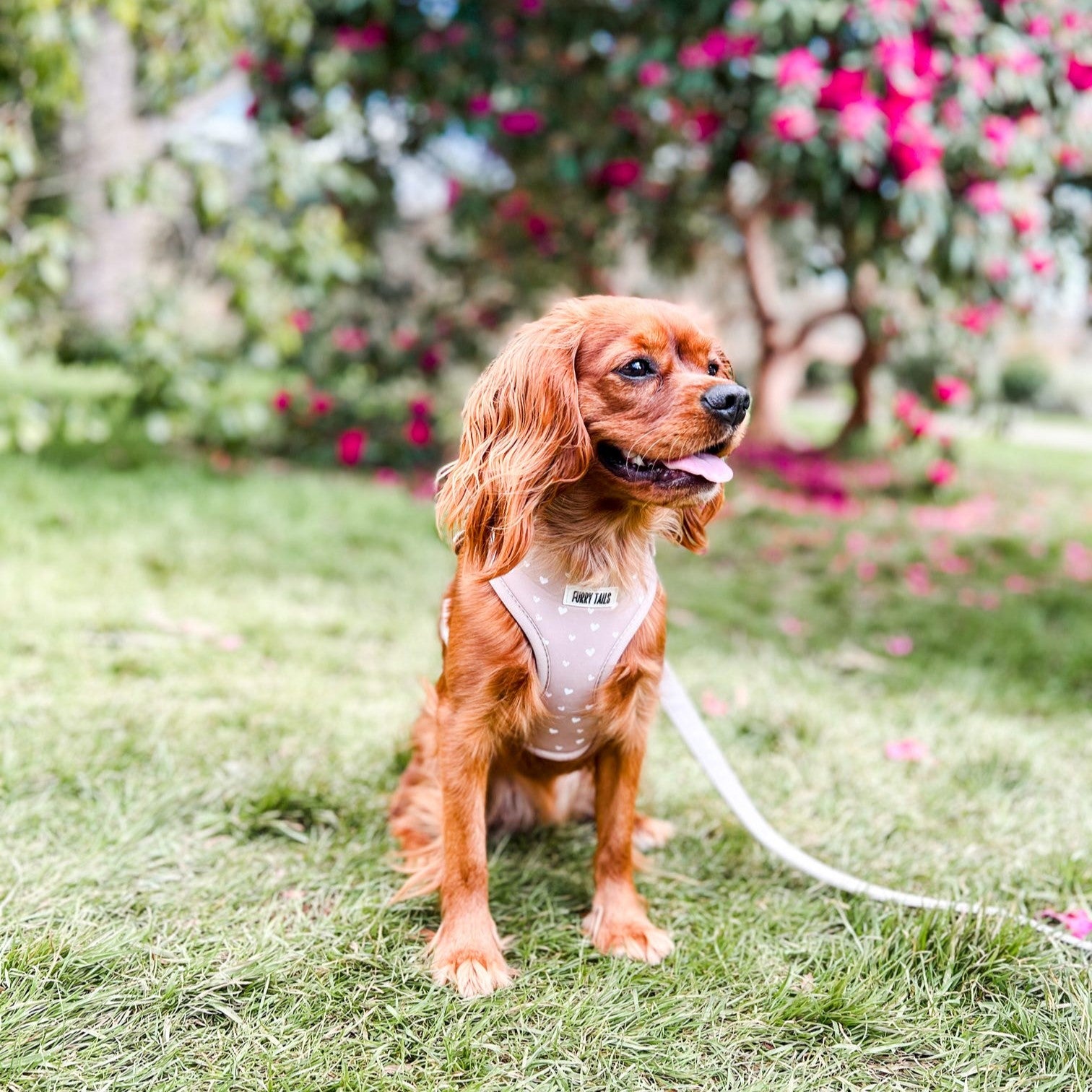 Adjustable Dog Harness  - Caramel Hearts