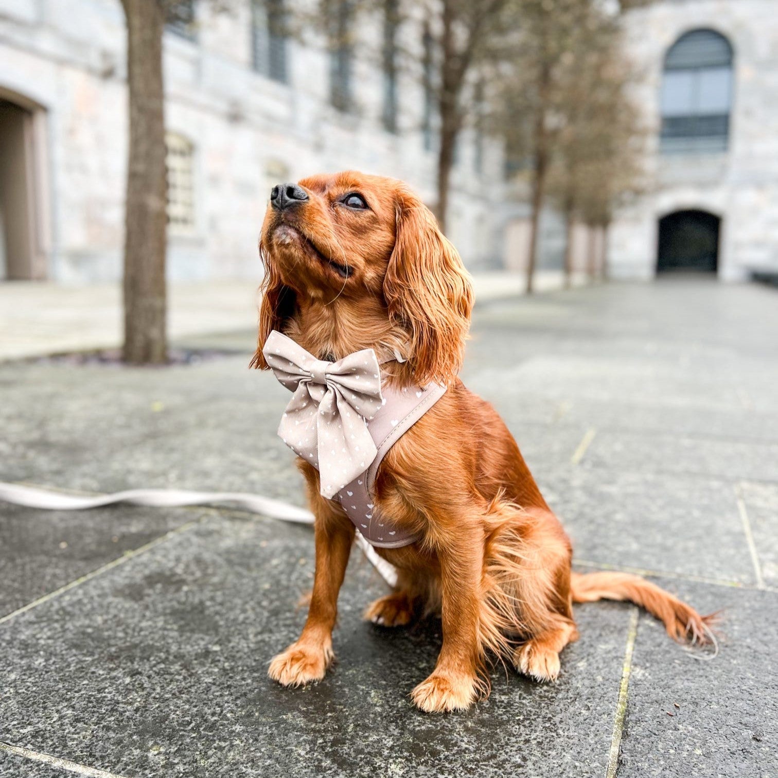 Adjustable Dog Harness  - Caramel Hearts