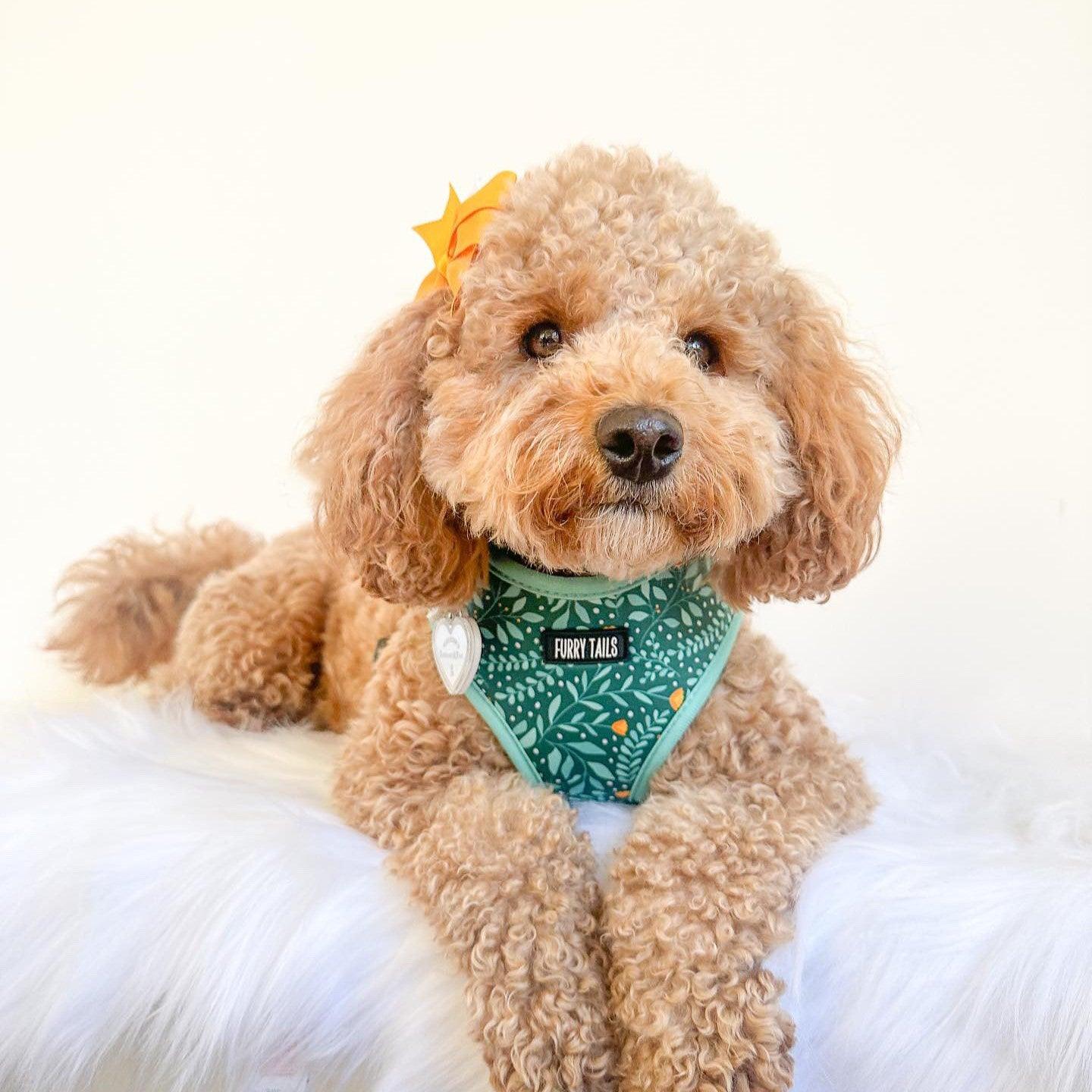 Adjustable Harness  - Buttercup Tropics - Furry Tails