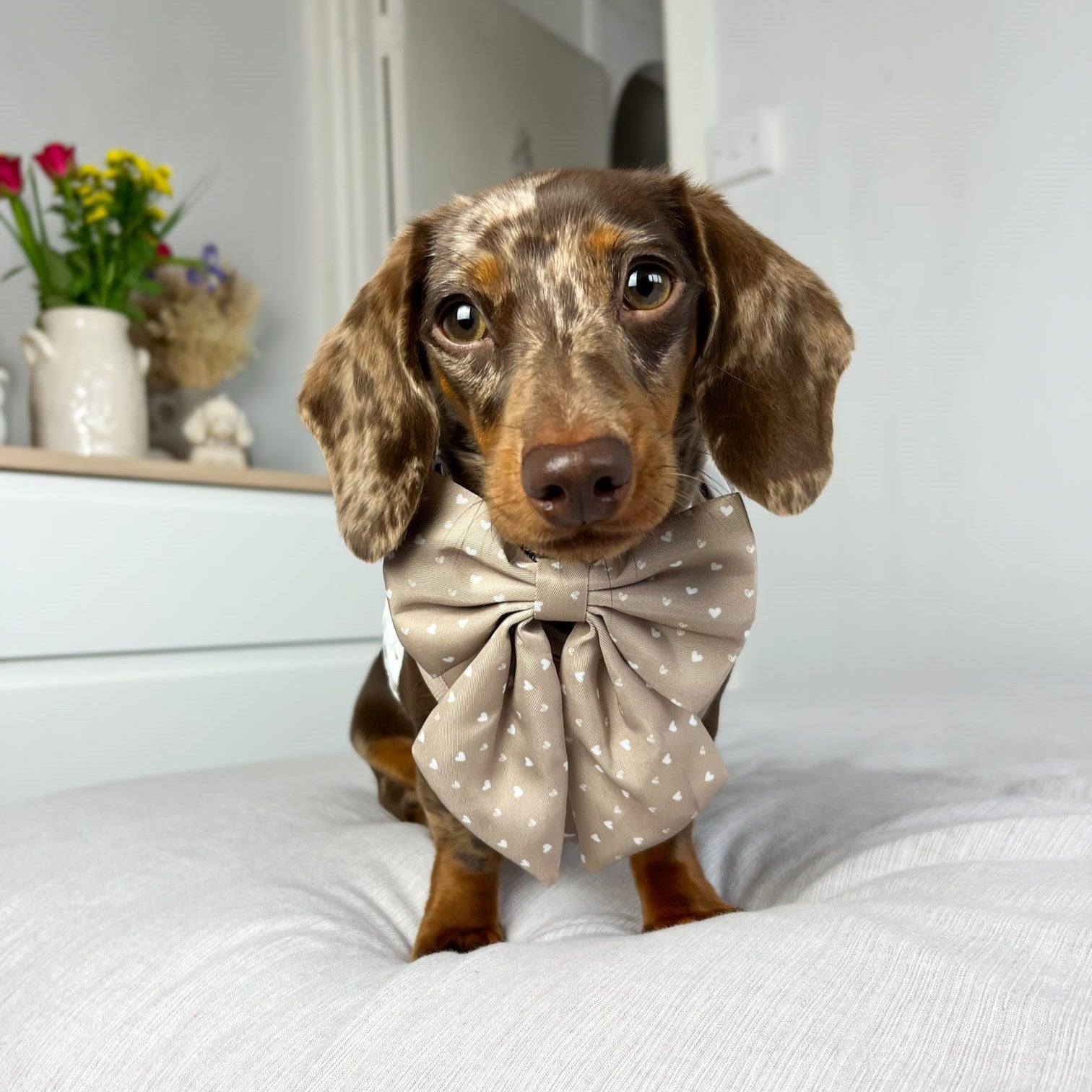 Adjustable Dog Harness  - Caramel Hearts