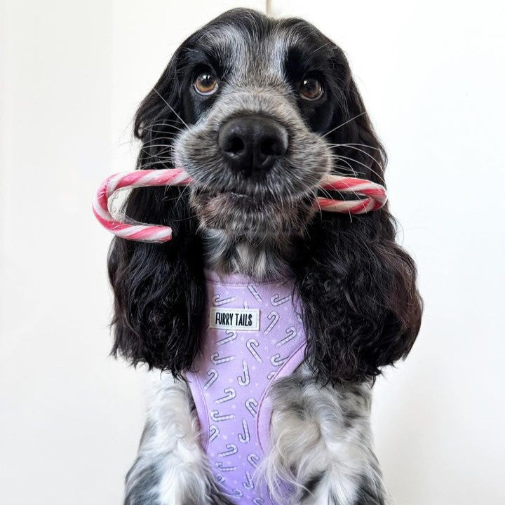 Adjustable Dog Harness  - Candy Cane Dreams