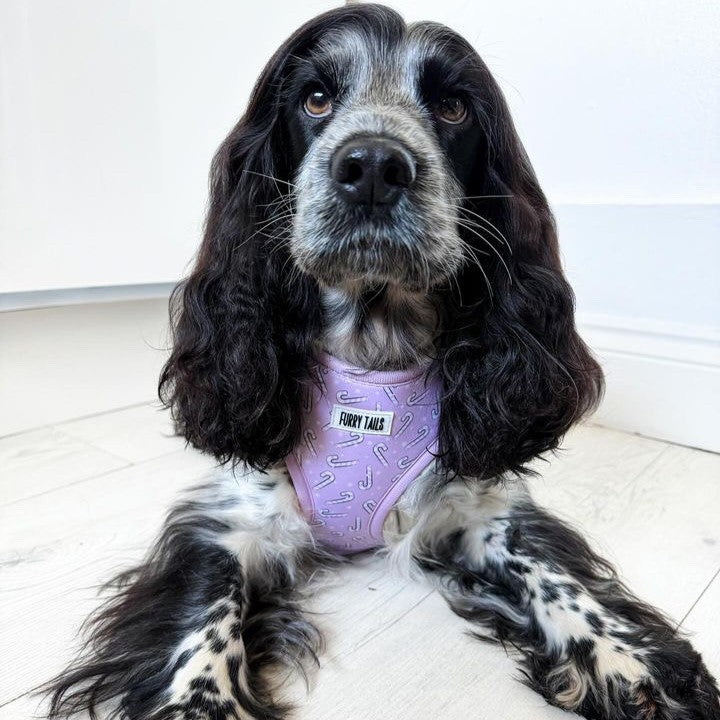 Adjustable Dog Harness  - Candy Cane Dreams