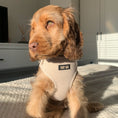 Load image into Gallery viewer, Adjustable Dog Harness - Tweed - Cashmere
