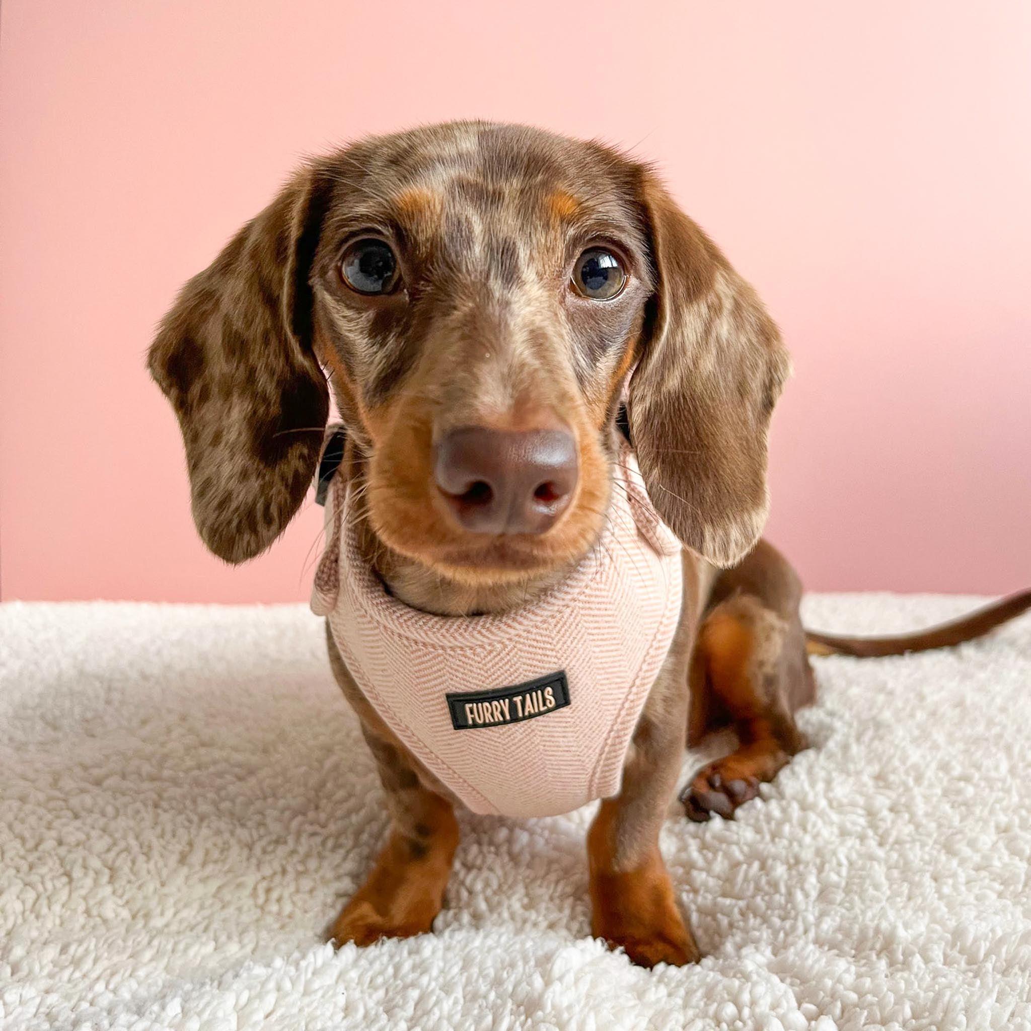 Adjustable Harness - Tweed - Peaches - Furry Tails