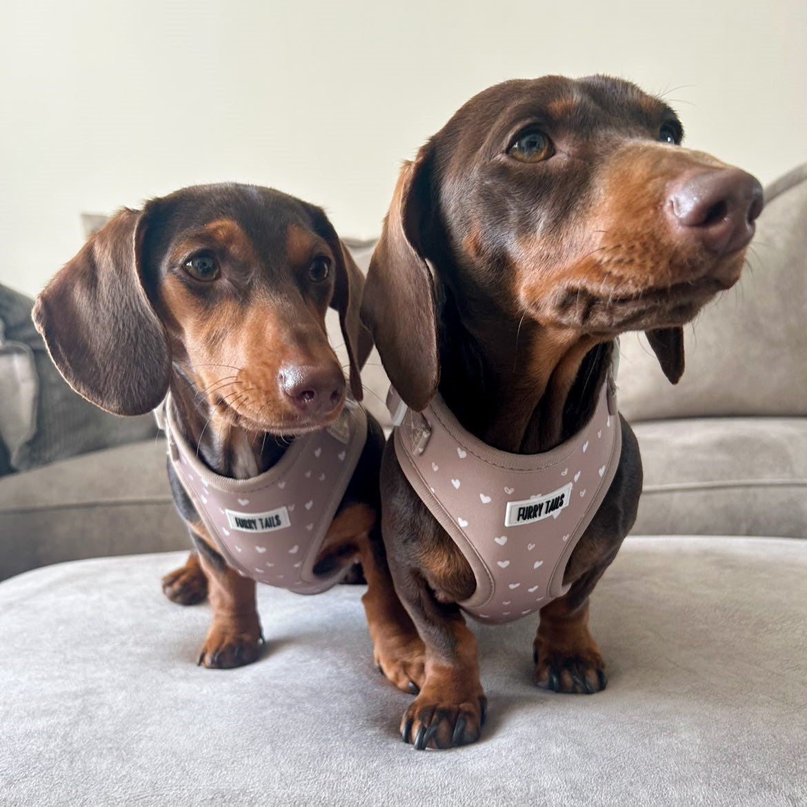 Adjustable Harness  - Caramel Hearts - Furry Tails