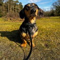 Afbeelding laden in Galerijviewer, Waterproof Collar - Black - Furry Tails
